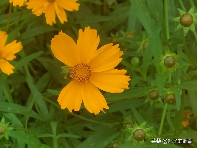 副业怎样选择,不影响工作还能有额外的收入插图 副业怎样选择,不影响工作还能有额外的收入插图