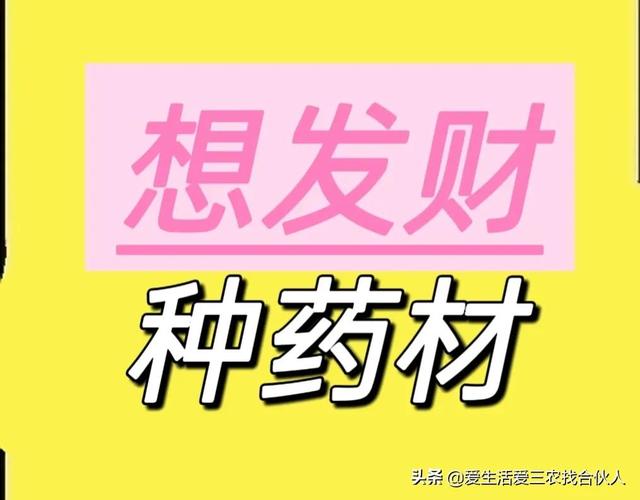 农村种植什么利润高(种什么药材最赚钱农村2022年)插图 农村种植什么利润高(种什么药材最赚钱农村2022年)插图