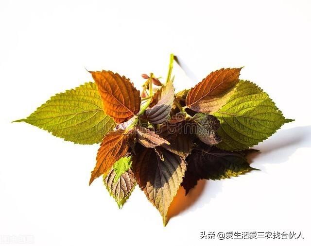 农村种植什么利润高(种什么药材最赚钱农村2022年)插图1 农村种植什么利润高(种什么药材最赚钱农村2022年)插图1
