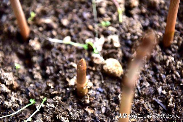 农村种植什么利润高(种什么药材最赚钱农村2022年)插图3 农村种植什么利润高(种什么药材最赚钱农村2022年)插图3