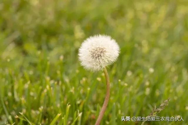 农村种植什么利润高(种什么药材最赚钱农村2022年)插图4 农村种植什么利润高(种什么药材最赚钱农村2022年)插图4