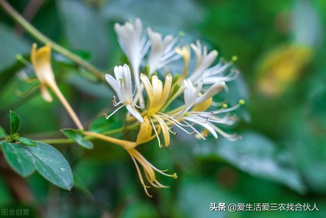 农村种植什么利润高(种什么药材最赚钱农村2022年)插图6 农村种植什么利润高(种什么药材最赚钱农村2022年)插图6