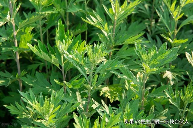 农村种植什么利润高(种什么药材最赚钱农村2022年)插图7 农村种植什么利润高(种什么药材最赚钱农村2022年)插图7