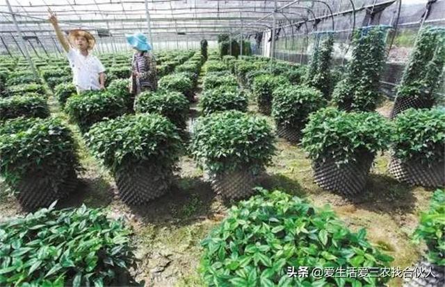 农村种植什么利润高(种什么药材最赚钱农村2022年)插图8 农村种植什么利润高(种什么药材最赚钱农村2022年)插图8
